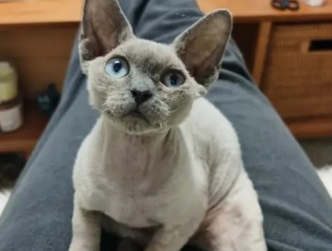 德文卷毛猫能活几年