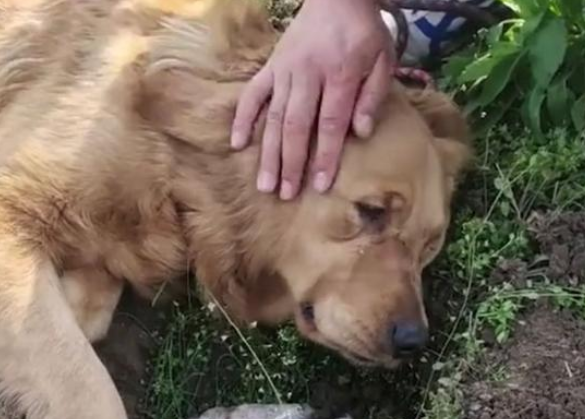 自己可以处理去世的宠物吗,宠物去世应该怎么做? 自己可以处理去世的宠物吗,宠物去世应该怎么做?
