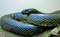 全球最毒的蛇第一名