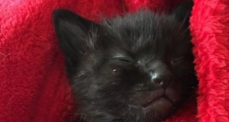 带回一只生病小猫,流浪猫把它当自己孩子疼,母爱太伟大 带回一只生病小猫,流浪猫把它当自己孩子疼,母爱太伟大