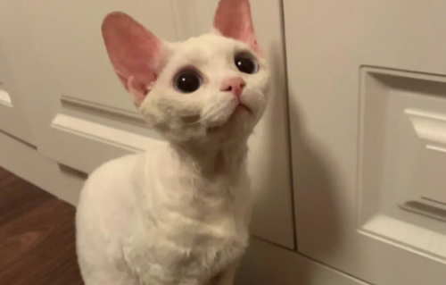 德文卷毛猫一直叫太烦人 德文卷毛猫一直叫太烦人