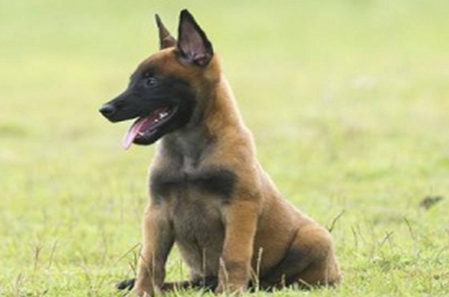 幼犬可以洗澡吗