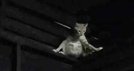 铲屎官埋头到处找猫,抬头时却发现猫咪一直在暗中观察着自己 铲屎官埋头到处找猫,抬头时却发现猫咪一直在暗中观察着自己