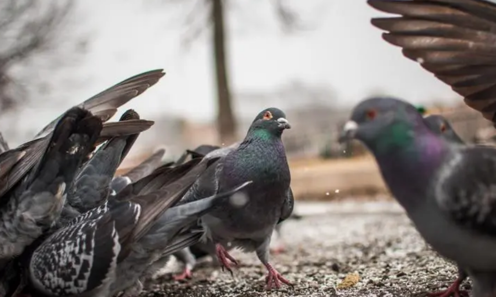 养100对肉鸽子一年利润 养100对肉鸽子一年利润