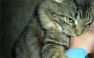 央视说猫抓狂犬病及罕见
