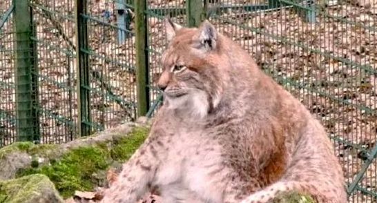 一只被绝育的野猫，失去性趣，胖到了96斤