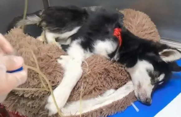 黑龙江:犬瘟后期的二哈被绑上嘴,扔在垃圾桶旁,狗狗:我想活着 黑龙江:犬瘟后期的二哈被绑上嘴,扔在垃圾桶旁,狗狗:我想活着