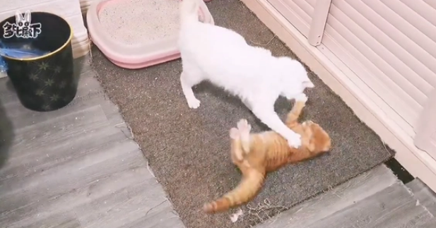我被一只小流浪猫拆家了,它还带着我家猫一起拆...... 我被一只小流浪猫拆家了,它还带着我家猫一起拆......