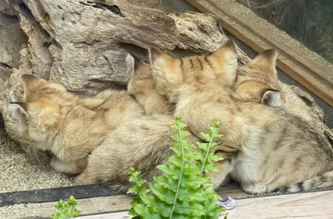 难得一见的沙漠猫午睡全家福，毛团子”