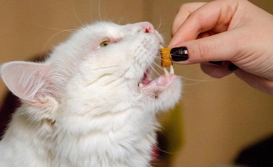 一直在家的猫有必要驱虫吗