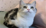 养一只猫要花多少钱