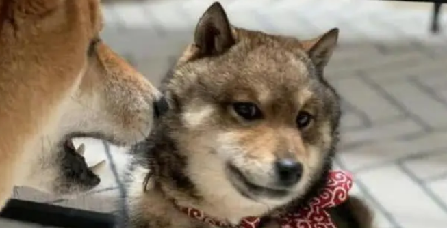 柴犬妈妈教训小柴犬，结果小柴犬一脸不服，还和妈妈吐舌头