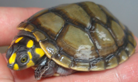 黄头龟多少钱一只