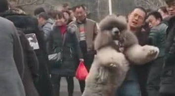 主人带大泰迪爬山,下山时狗狗赖着不走,主人瞬间后悔了 主人带大泰迪爬山,下山时狗狗赖着不走,主人瞬间后悔了