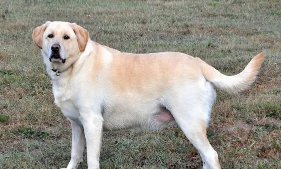 拉布拉多犬训练介绍