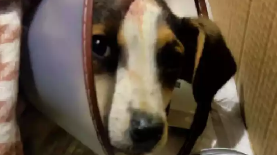 比格犬被虐待又被遗弃在垃圾桶，女生救助送医院，消毒伤口竟一声不吭