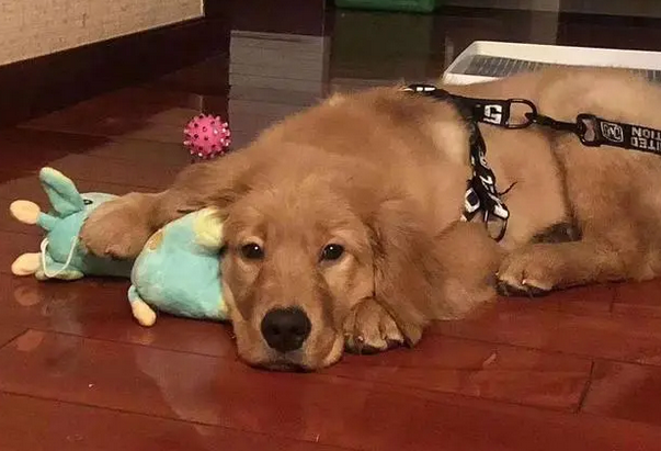 金毛犬之死背后的宠物托运乱象:空运改陆运,违规“代办”检疫证 金毛犬之死背后的宠物托运乱象:空运改陆运,违规“代办”检疫证