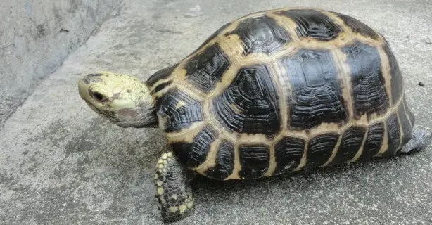 缅甸龟属于几级保护动物
