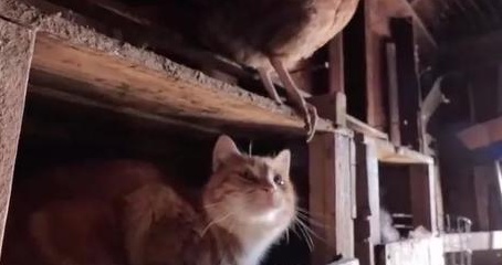 橘猫从小和鸡群生活在一起，长大后竟以为自己是鸡：我也想要下蛋