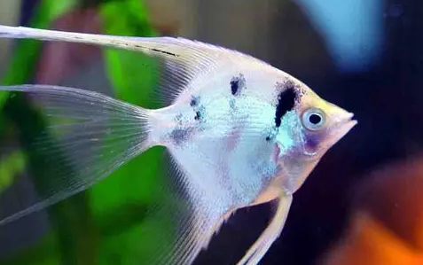 燕鱼甩籽后怎样开口吃