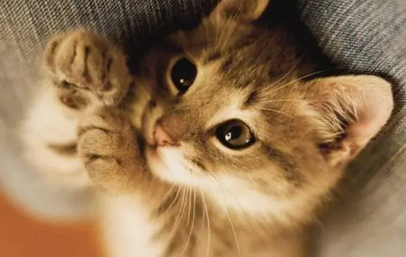 养猫会发财是真的吗 养猫会发财是真的吗