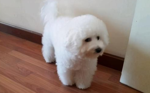 比熊多大开始懂事