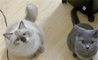 原住猫多久能接受新猫