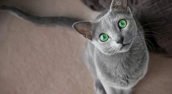 新手适合养的猫 新手适合养的猫