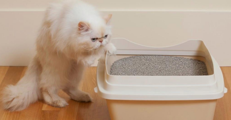怎么教小猫用猫砂