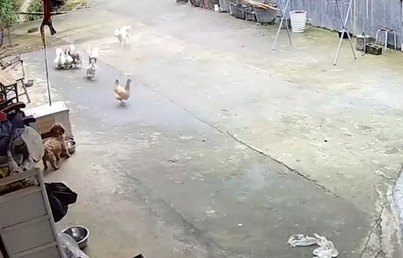 白狗冲进院子里来咬鸡鸭,家狗立马跑出来保护!鸡鸭:谢谢狗哥!