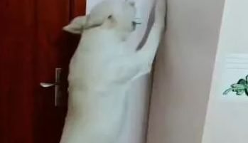 主人一说睡觉,拉布拉多狗狗立马去关门关灯,这狗狗要成精! 主人一说睡觉,拉布拉多狗狗立马去关门关灯,这狗狗要成精!