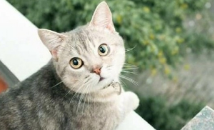 猫咪趴在阳台上思考,眼中却透露着无奈,喵:我的爱情在哪里 猫咪趴在阳台上思考,眼中却透露着无奈,喵:我的爱情在哪里