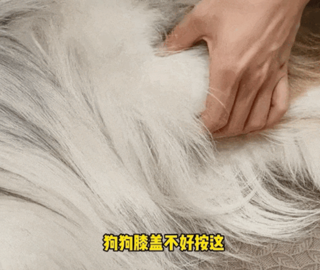 中医演示如何给狗子按穴位，评论区炸了：太爱吃饭按哪里？…按住嘴巴子！