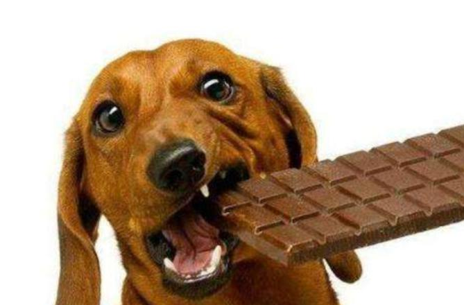 为什么狗不能吃巧克力呢