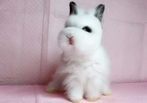 盖脸猫猫兔和不盖脸怎么分辨