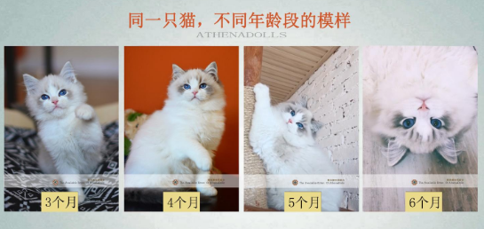 布偶猫年龄对照表 布偶猫年龄对照表