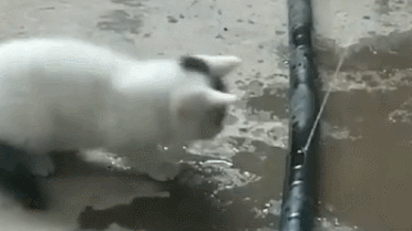 原来猫咪蠢萌起来比狗子还要二,网友:身披猫咪皮一颗二哈心 原来猫咪蠢萌起来比狗子还要二,网友:身披猫咪皮一颗二哈心