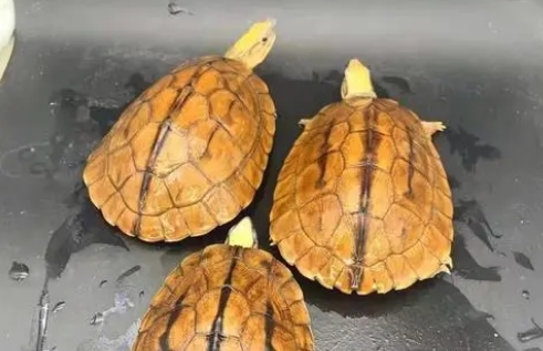 2斤的金钱龟多少钱一只 2斤的金钱龟多少钱一只