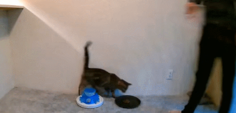 重磅发现！猫咪喜欢不劳而获？