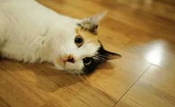 怎么才能听懂猫的语言