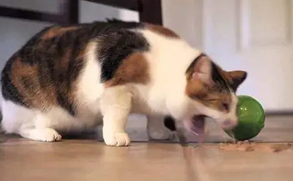 小猫呕吐是什么原因 小猫呕吐是什么原因