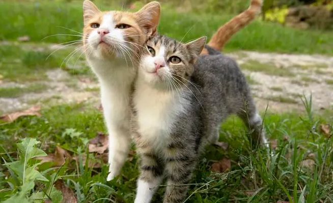 小猫拉稀是怎么回事