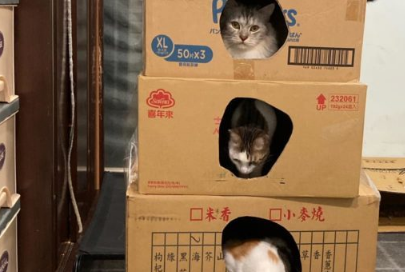帮猫猫盖纸箱大厦,隔天一看四楼竟然塌陷到三楼! 帮猫猫盖纸箱大厦,隔天一看四楼竟然塌陷到三楼!