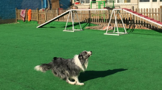 训犬基地一个月收费