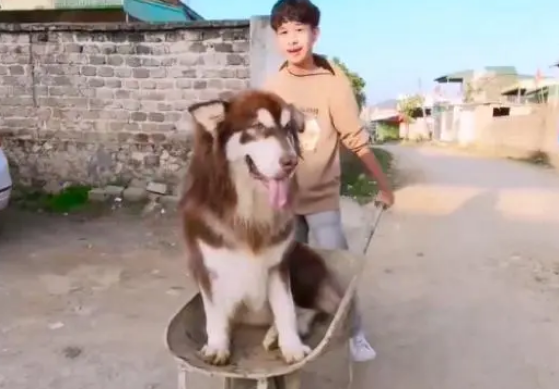 阿拉斯加犯懒不愿走路,非得要坐车,主人只能把它抱上手推车 阿拉斯加犯懒不愿走路,非得要坐车,主人只能把它抱上手推车