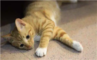 小猫快不行一直仰脖子
