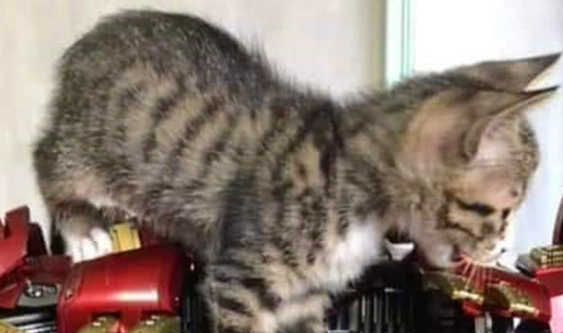 猫咪钻进钢铁侠盔甲,感觉还挺像回事,网友:钢铁喵喵侠已上线 猫咪钻进钢铁侠盔甲,感觉还挺像回事,网友:钢铁喵喵侠已上线