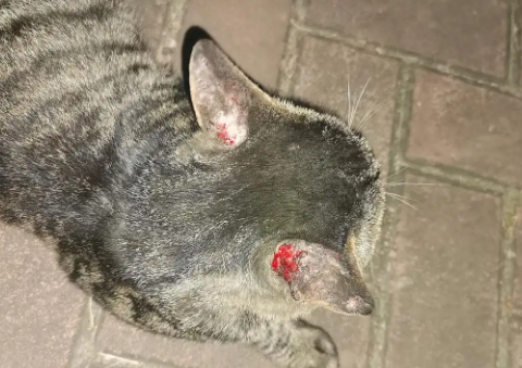 小猫挠破了皮了怎么办