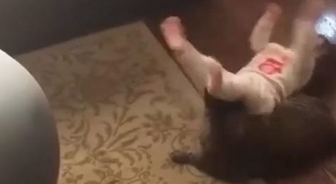 猫咪真记仇，不给小主人摸还居然对她这么腹黑！看得我笑弯了腰！