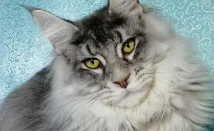 缅因猫白色多少钱一只